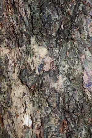 Tree bark textureの写真素材