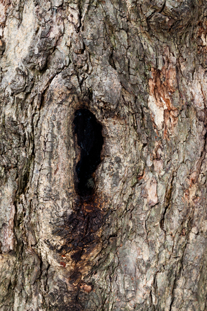 Tree bark textureの写真素材
