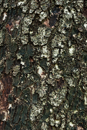 Tree bark textureの写真素材