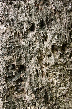 Tree bark textureの写真素材