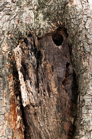 Tree bark textureの写真素材