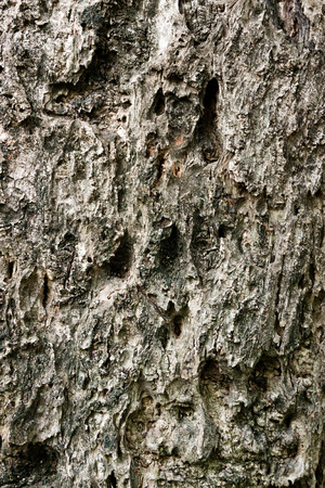 Tree bark textureの写真素材
