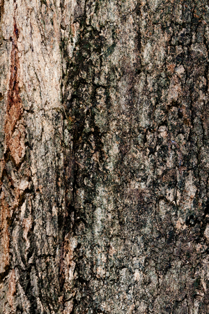 Tree bark textureの写真素材