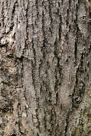 Tree bark textureの写真素材