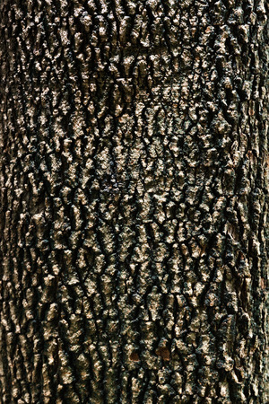 Tree bark textureの写真素材
