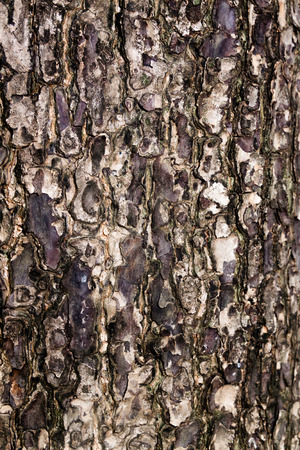 Tree bark textureの写真素材