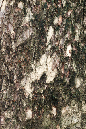 Tree bark textureの写真素材
