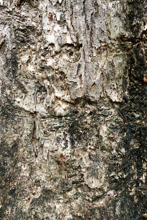 Tree bark textureの写真素材
