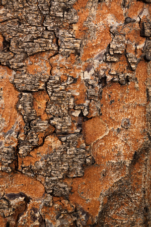 Tree bark textureの写真素材