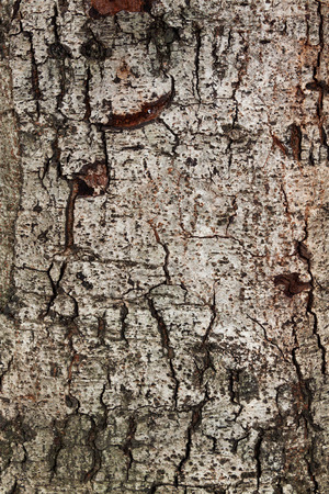 Tree bark textureの写真素材