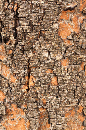 Tree bark textureの写真素材