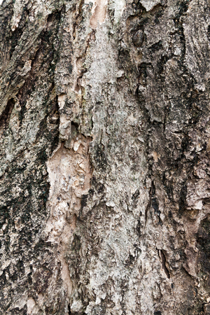 Tree bark textureの写真素材