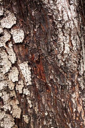 Tree bark textureの写真素材