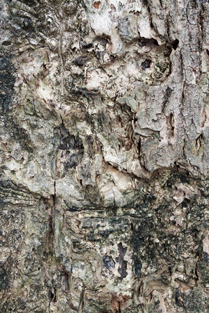 Tree bark textureの写真素材