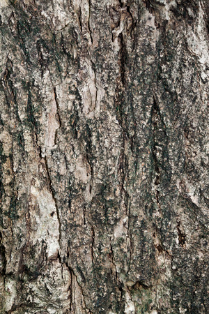 Tree bark textureの写真素材
