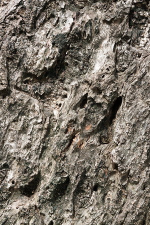 Tree bark textureの写真素材