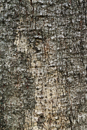 Tree bark textureの写真素材
