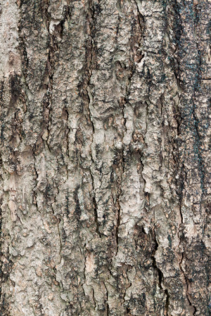 Tree bark textureの写真素材