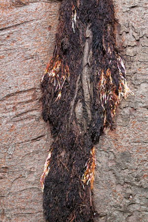 Tree bark textureの写真素材