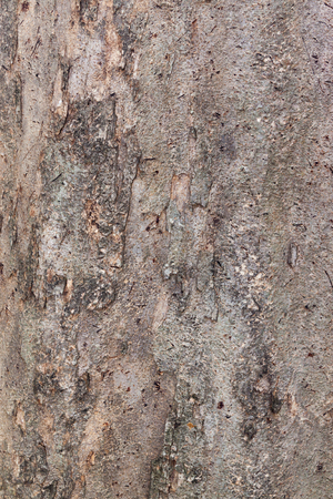 Tree bark textureの写真素材