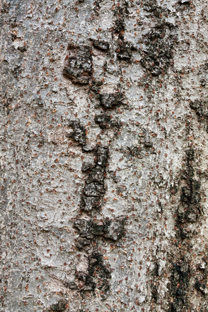 Tree bark textureの写真素材