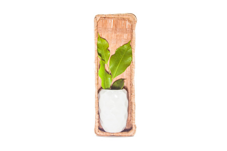 Small potted plantsの写真素材