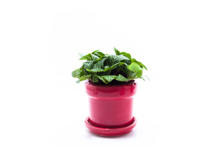 Small potted plantsの写真素材