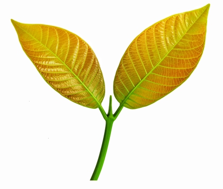 Young leaves  isolated on whiteの写真素材