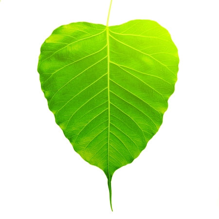 Green bothi leaf (Pho leaf, bo leaf) isolated on white background.の写真素材
