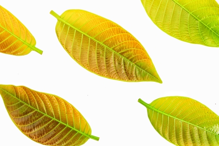 Young leaves  isolated on whiteの写真素材