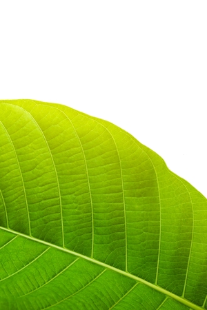 Young leaves  isolated on whiteの写真素材