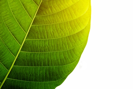 Young leaves  isolated on whiteの写真素材
