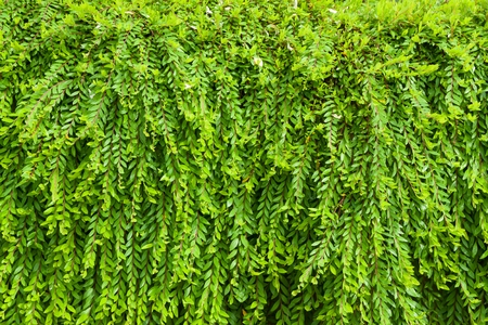 Phyllanthus myrtifoliusの写真素材