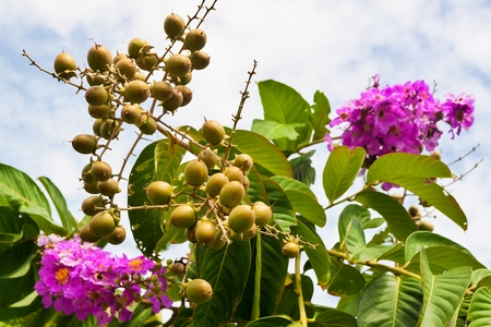 Lagerstroemia floribundaの写真素材