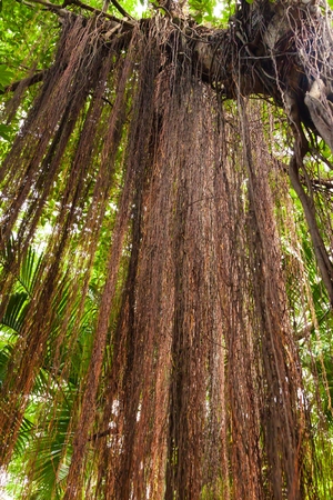 root  banyanの写真素材