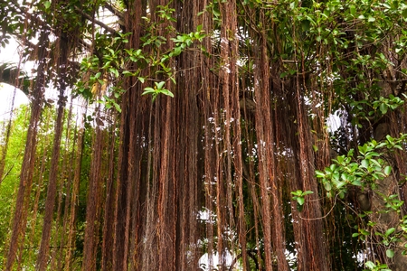 root  banyanの写真素材
