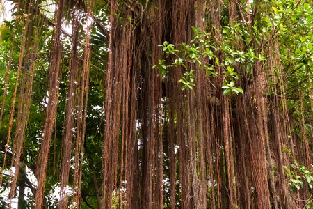 root  banyanの写真素材