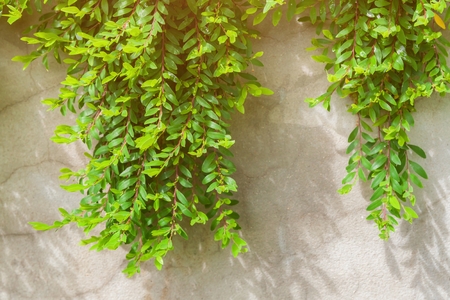 Phyllanthus myrtifoliusの写真素材