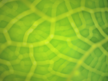 green Leaves Filament pattern blur backgroundの写真素材