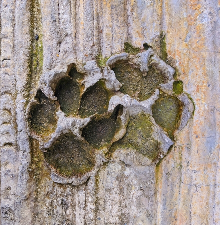 Animal footprints on the concrete floor.の写真素材