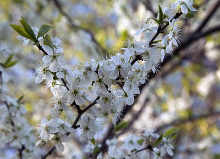 Sherry blossomsの写真素材