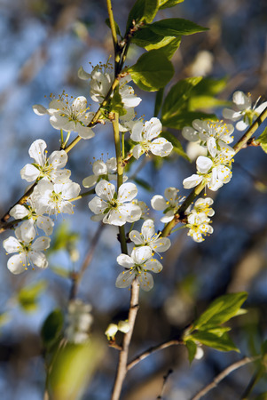 Sherry blossomsの写真素材