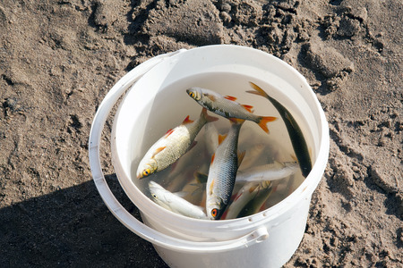 caught fish is in a white plastic bucket