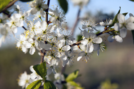 Sherry blossomsの写真素材