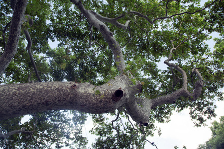 An image of Big tree sycamore, 2014の写真素材