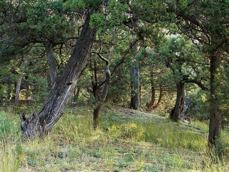 Juniper on declivity of the mountain. Photography.
