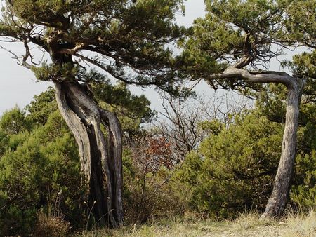 Juniper on declivity of the mountain. Photography.の写真素材