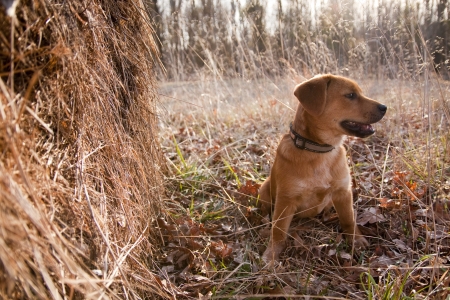 A puppy rests in a hayfieldの写真素材