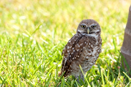 A Burrowing Owlの写真素材
