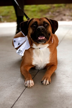 Mans best friend on a wedding day 